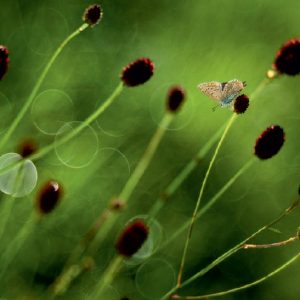 Detail rostliny Krvavec toten se sedícím motýlem